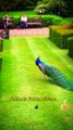 Wow So Beautiful Peacock Videos | Cute Animals Yt | World's Most Beautiful Bird