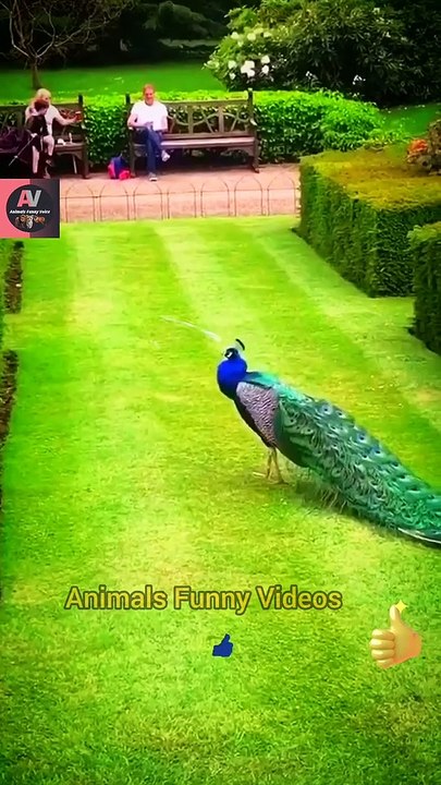 Wow So Beautiful Peacock Videos | Cute Animals Yt | World's Most Beautiful Bird