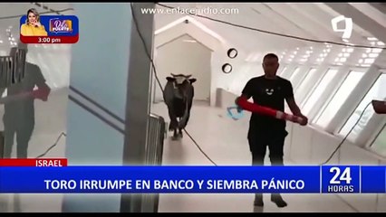 Israel: Toro escapa de corral y siembra el pánico en banco