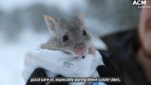 Tasmanian devils and eastern quolls play in the snow - Native Australian Animals  | August 24, 2022 | Newcastle Herald