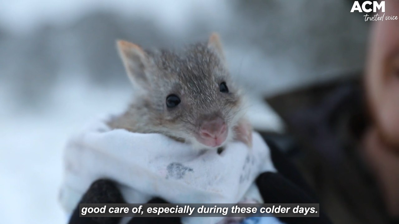 Tasmanian devils and eastern quolls play in the snow - Native Australian Animals  | August 24, 2022 | Newcastle Herald