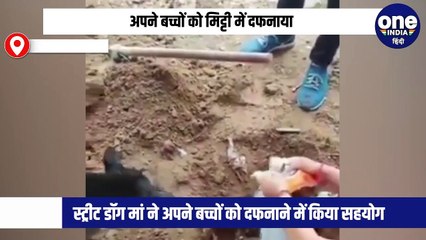 मां की ममताः बच्चों को दफनाते दिखी स्ट्रीट डाॅग, निगम कर्मी के साथ मिट्टी डालते वीडियो वायरल