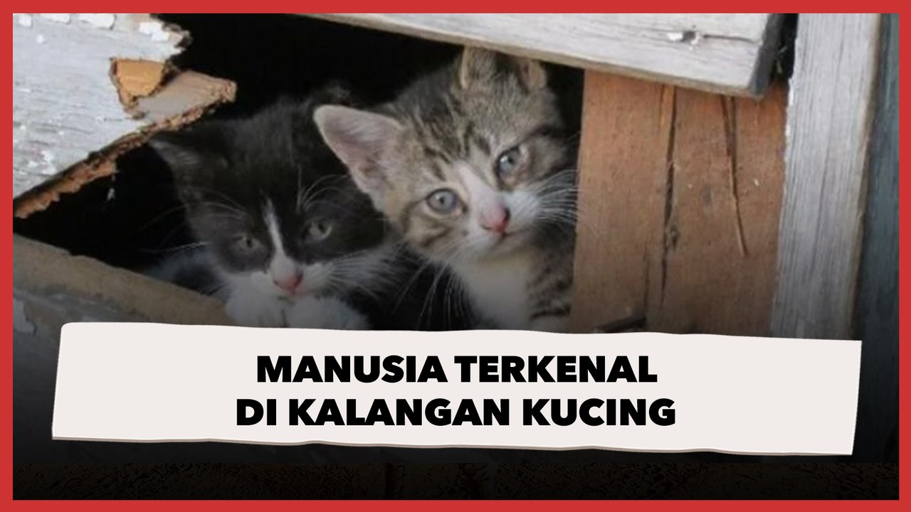 Bukan Terkenal di Kalangan Manusia, Warganet Ini Populer di Antara Kucing Liar