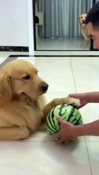 Funny Video Golden Retriever saved another Golden Retriever from their boss..