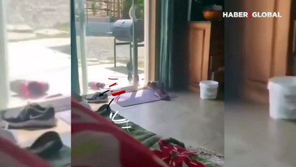 Kapıyı açık bulan horoz yatağa çıkarak ev halkını uyandırdı