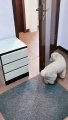 What did a puppy do when he entered the house !!!....