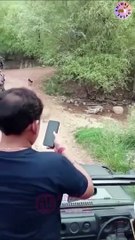 Tiger hunted a poor dog #viral video