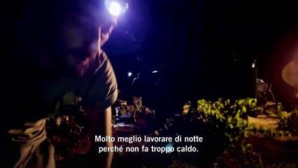 In Spagna la vendemmia si fa di notte: così il caldo cambia la raccolta dell'uva