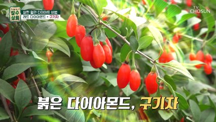 살찐 혈관 다이어트 비법인 레드 다이아몬드 『구기자』 TV CHOSUN 20220831 방송