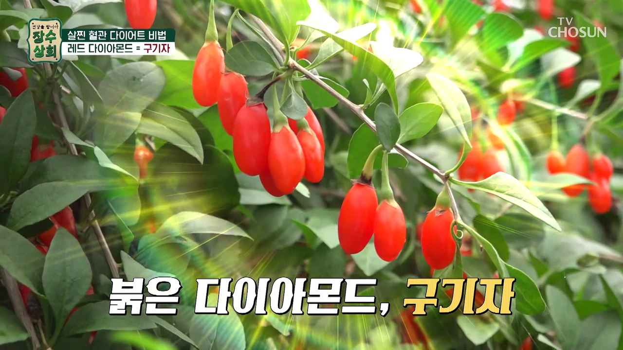 살찐 혈관 다이어트 비법인 레드 다이아몬드 『구기자』 TV CHOSUN 2022083...