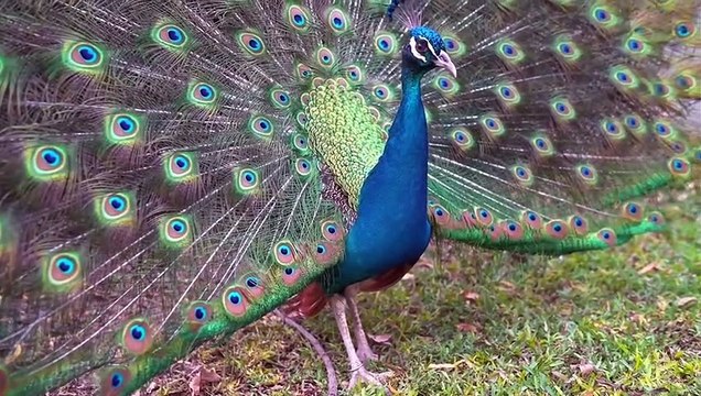 Amazing Nature and Wildlife Videos, Beautiful Birds & Animals. Relaxing Nature Sounds,