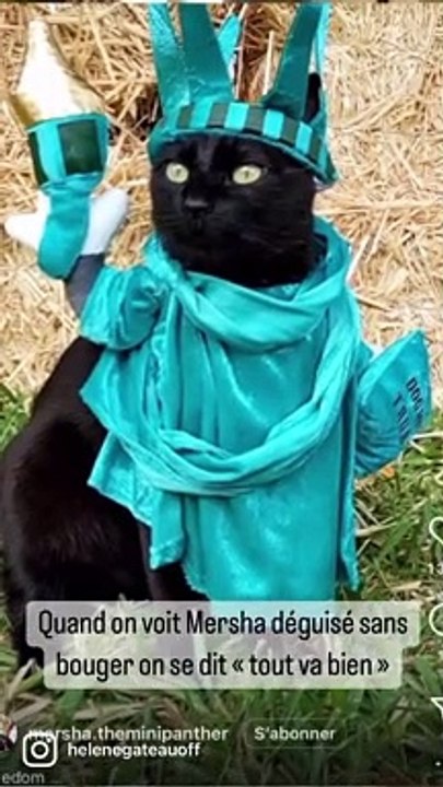 La vétérinaire Hélène Gateau pousse un coup de gueule contre les vidéos de chats déguisés qui se multiplient sur les réseaux sociaux : "Arrêtez de partager ça ! C'est de la maltraitance !"