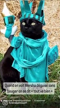 La vétérinaire Hélène Gateau pousse un coup de gueule contre les vidéos de chats déguisés qui se multiplient sur les réseaux sociaux : Arrêtez de partager ça ! C'est de la maltraitance !