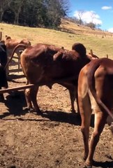 brazil cow brazilian people cow workin