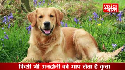 Download Video: कुत्ते पालना सही है या गलत, कुत्ते पालने वाले जरूर सुनें ये बात |  Pros And Cons of Owning a Dog