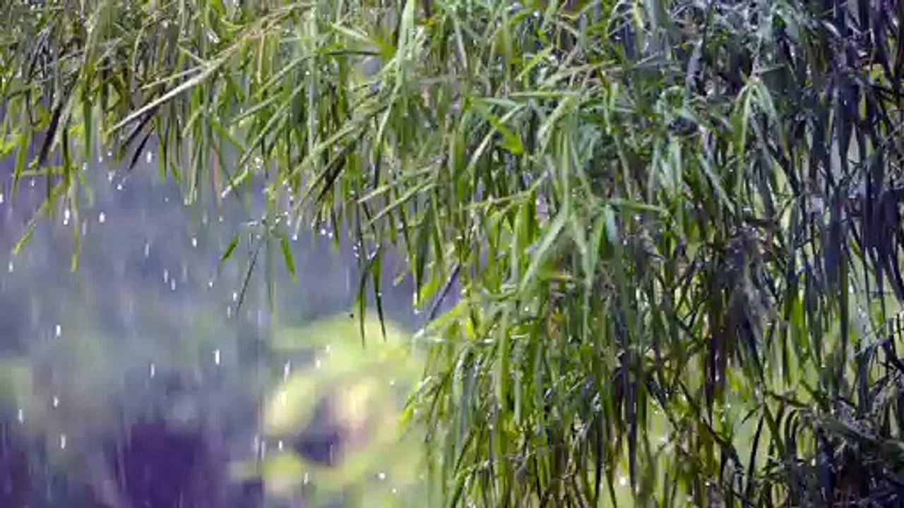Rain