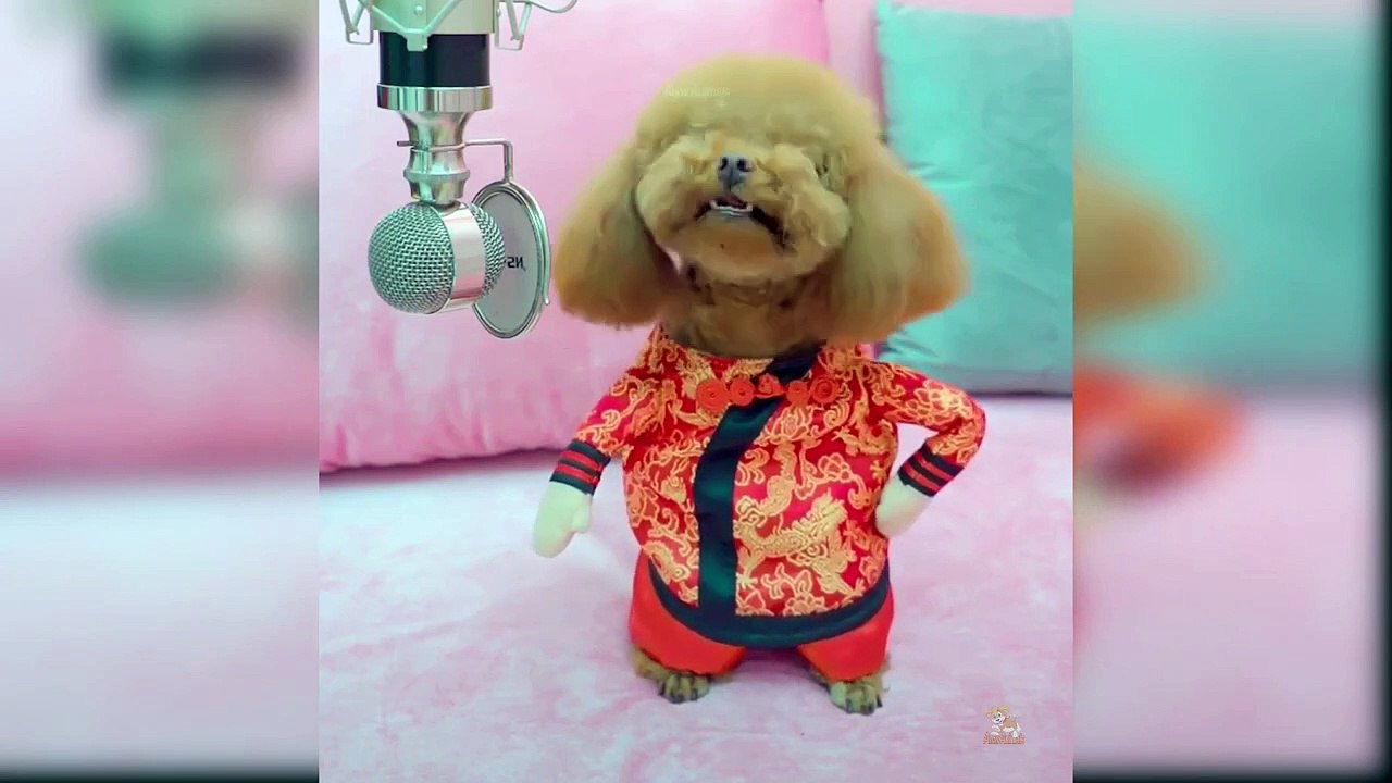 Baby Dogs - Cute and Funny Dog Videos Compilation _ Aww Animals