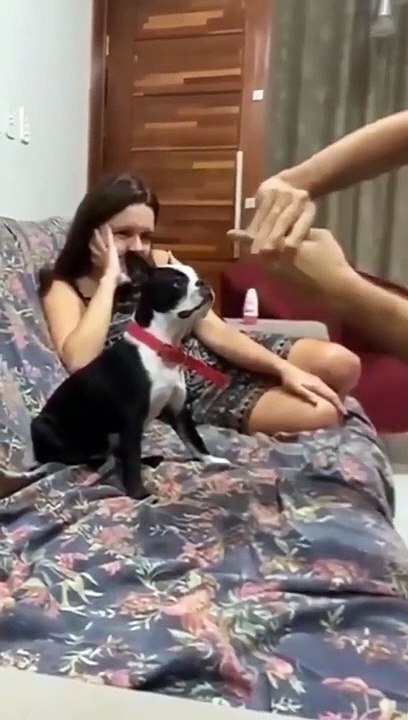 Animal funny video