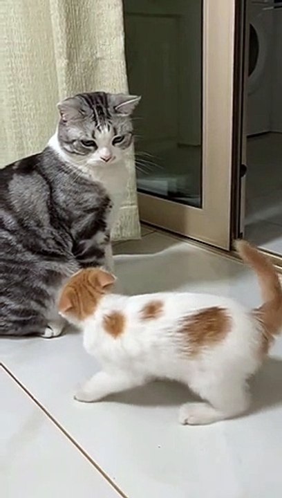 Animal funny video