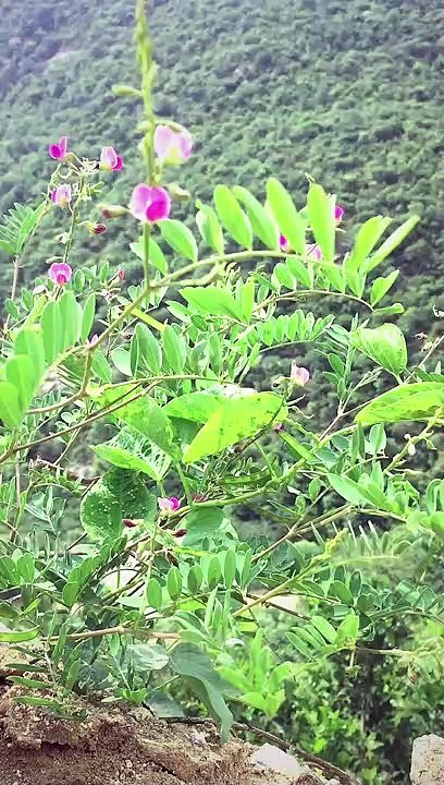 Vathalmalai
