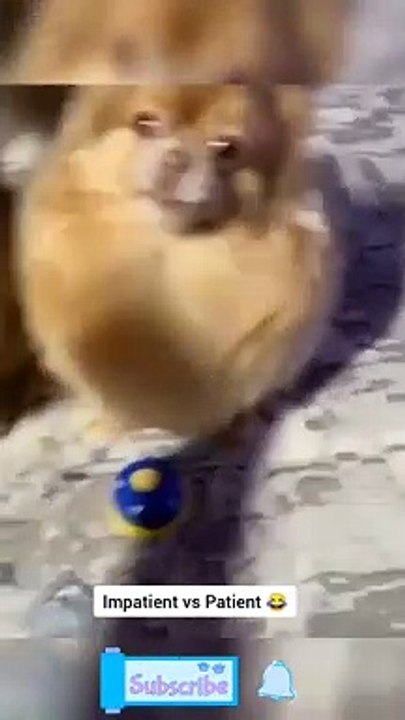 Cute & Funny Cats And Dogs - Best Funny Animal Videos