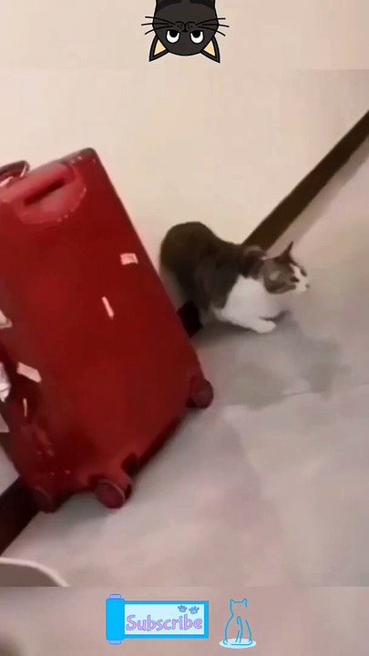 Funniest Cats Will Make Your Day 1 Better - Don't Try To Hold Back Laughter
