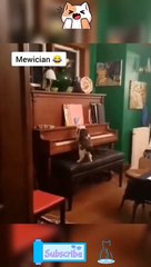 Funny Cat Videos Compilations - Try Not To Laugh