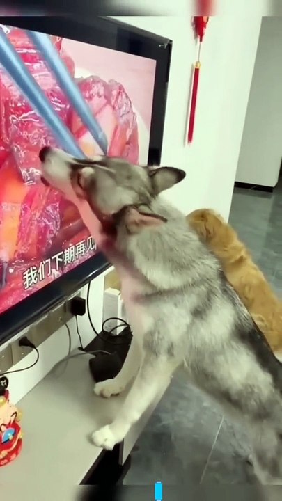 Try Not To Laugh Dog Compilation  - Funny Dog Videos