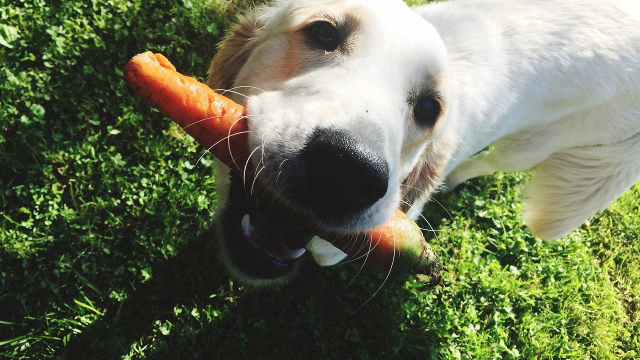 Welches Gemüse dürfen Hunde fressen?