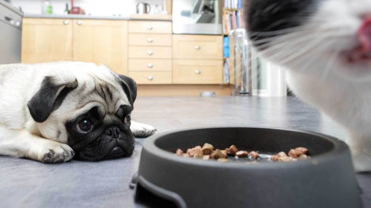 Haustierfrage: Dürfen Hunde Katzenfutter fressen?