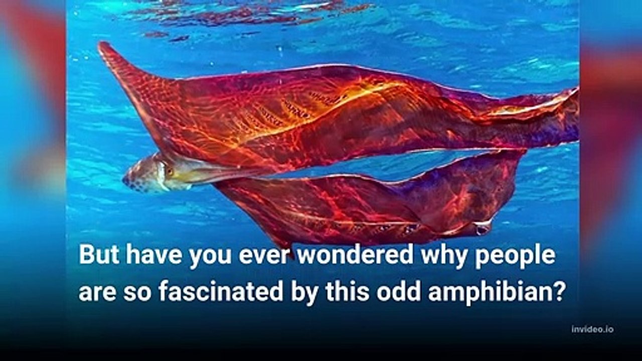 5. Animal Facts and Interesting Info In The World