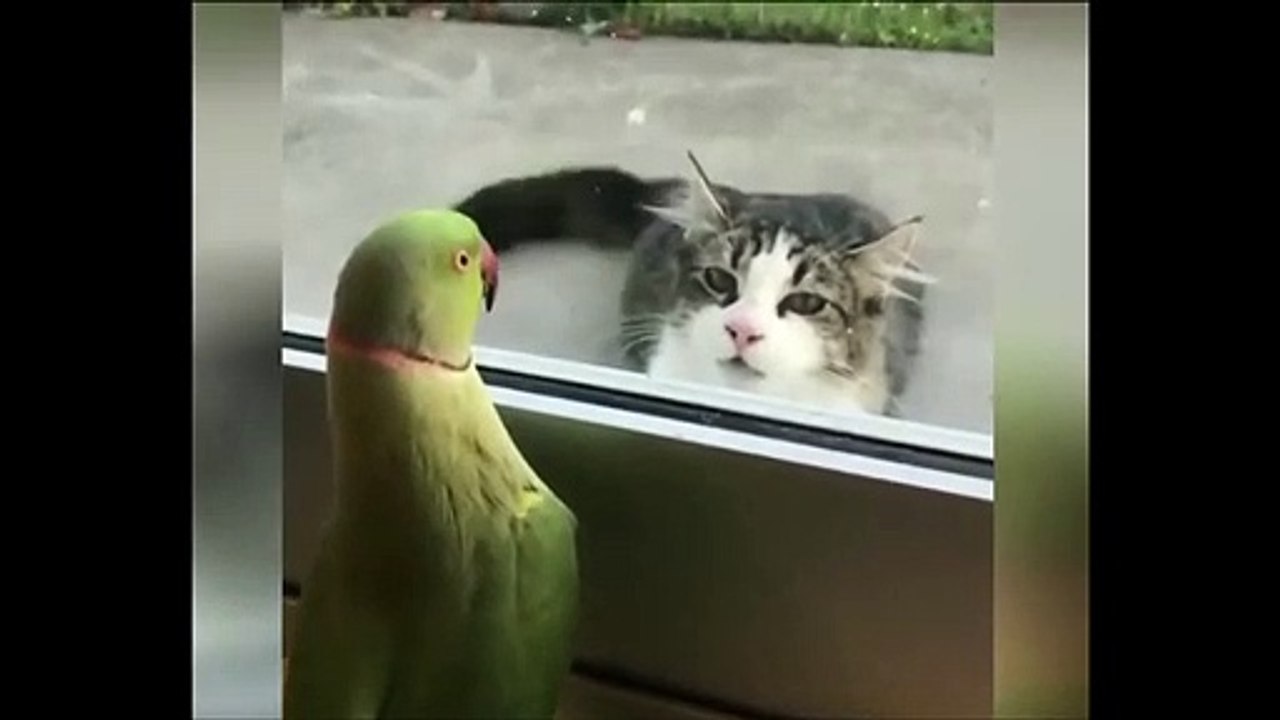 BEST 2020 FUNNIEST ANIMALS  Funny Animal Videos Compilation  Try Not To Laugh