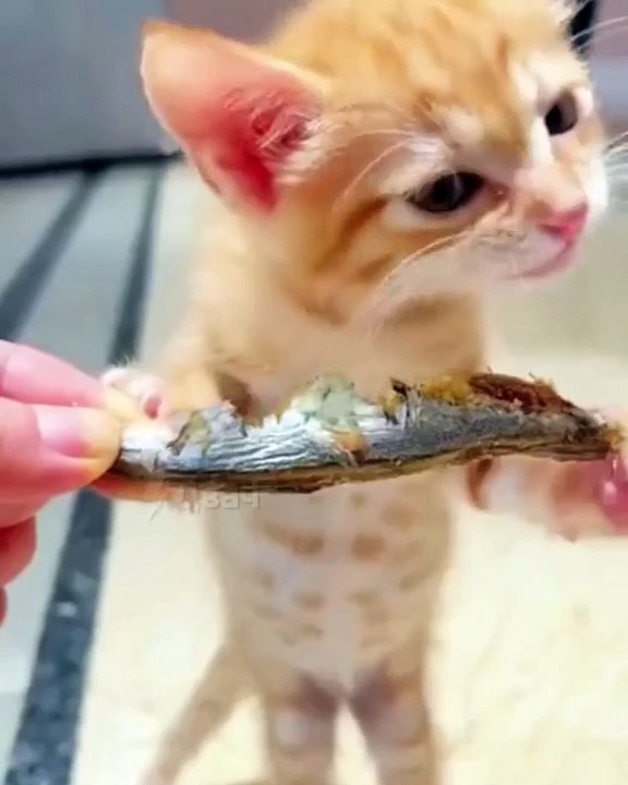 Funny Cat