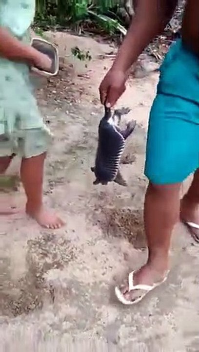 Funny videos | funny