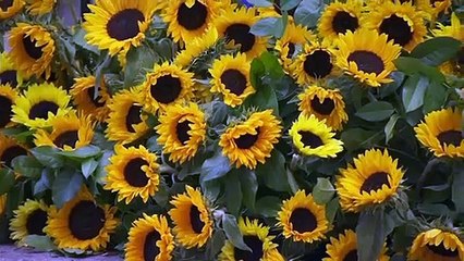 Downing Street decorated with sunflowers for Ukraine