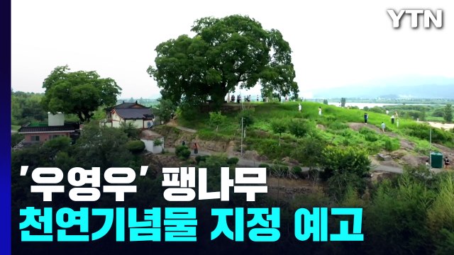 '우영우 팽나무' 천연기념물 지정 예고...주민들 재산권 침해 우려 / YTN