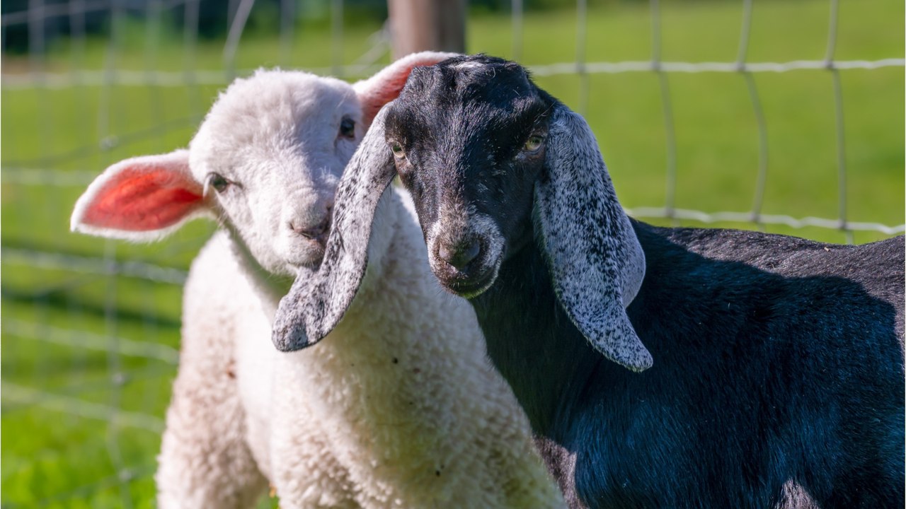 Des animaux meurent après avoir été nourris de pizzas et de frites par les visiteurs d’une ferme