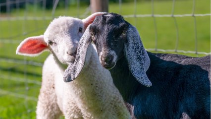 Des animaux meurent après avoir été nourris de pizzas et de frites par les visiteurs d’une ferme