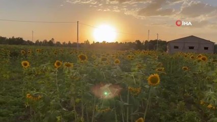 Yüzünü güneşe dönen "Günebakanlar" göz kamaştırdı