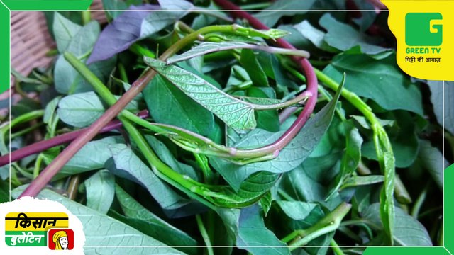 Kisan Bulletin 24 August 2022 - विकसित की गई करेमुआ साग की नई किस्म, एक बार लगाने पर सालों साल मुनाफा कमा सकते हैं किसान