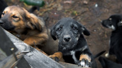 This mother dog’s desperate cries saved her and her seven puppies from near death in a landslide (VIDEO)