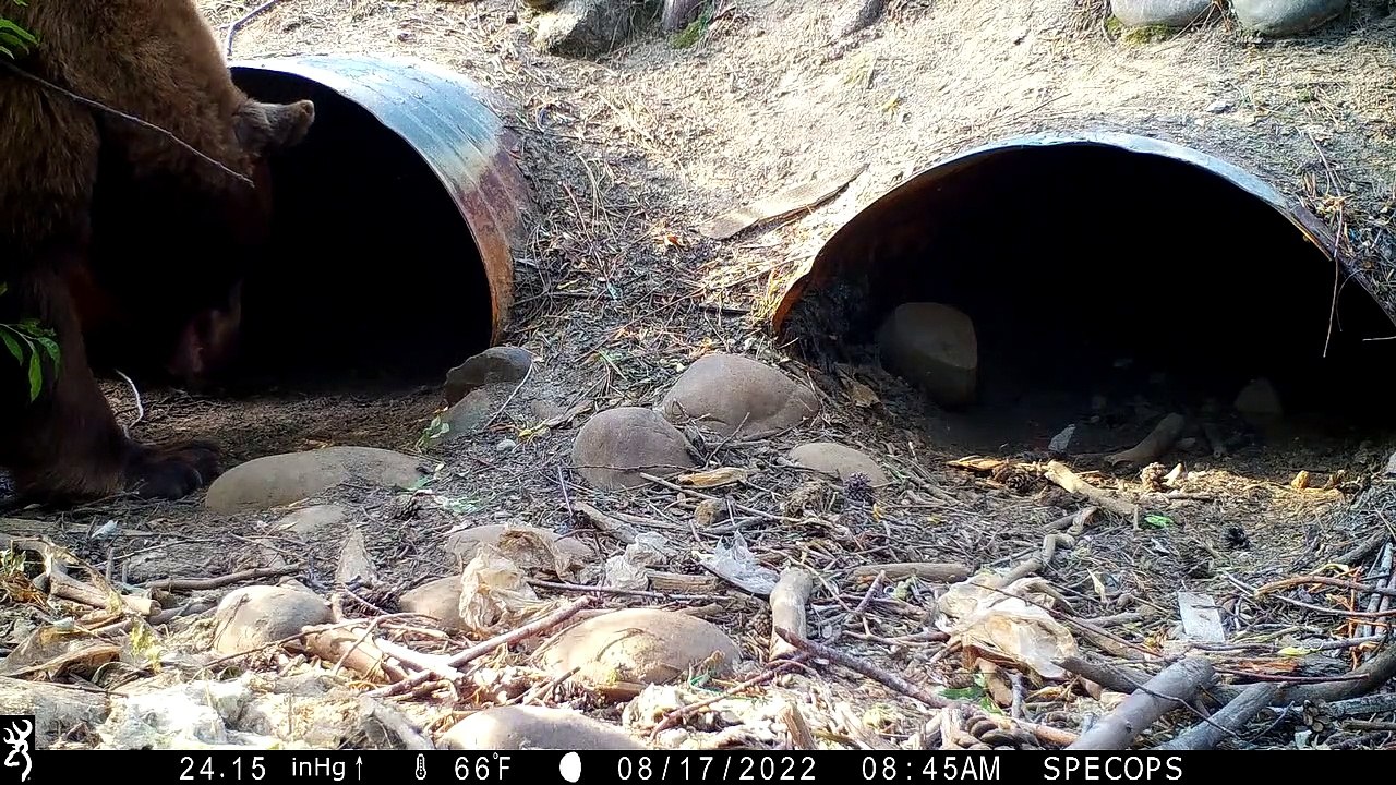 Bear Climbs Into Culvert Pipe