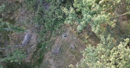 Belgique : il prévient la police et les pompiers après avoir aperçu une panthère et s'aperçoit qu'il s'agissait... d'un chat !