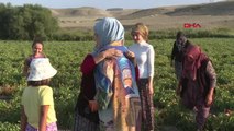 Emine Erdoğan, tarlada kadın çiftçilerle domates topladı -1