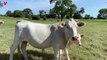 Texas Drought Forcing Many Cattle Farmers to Sell Off Livestock