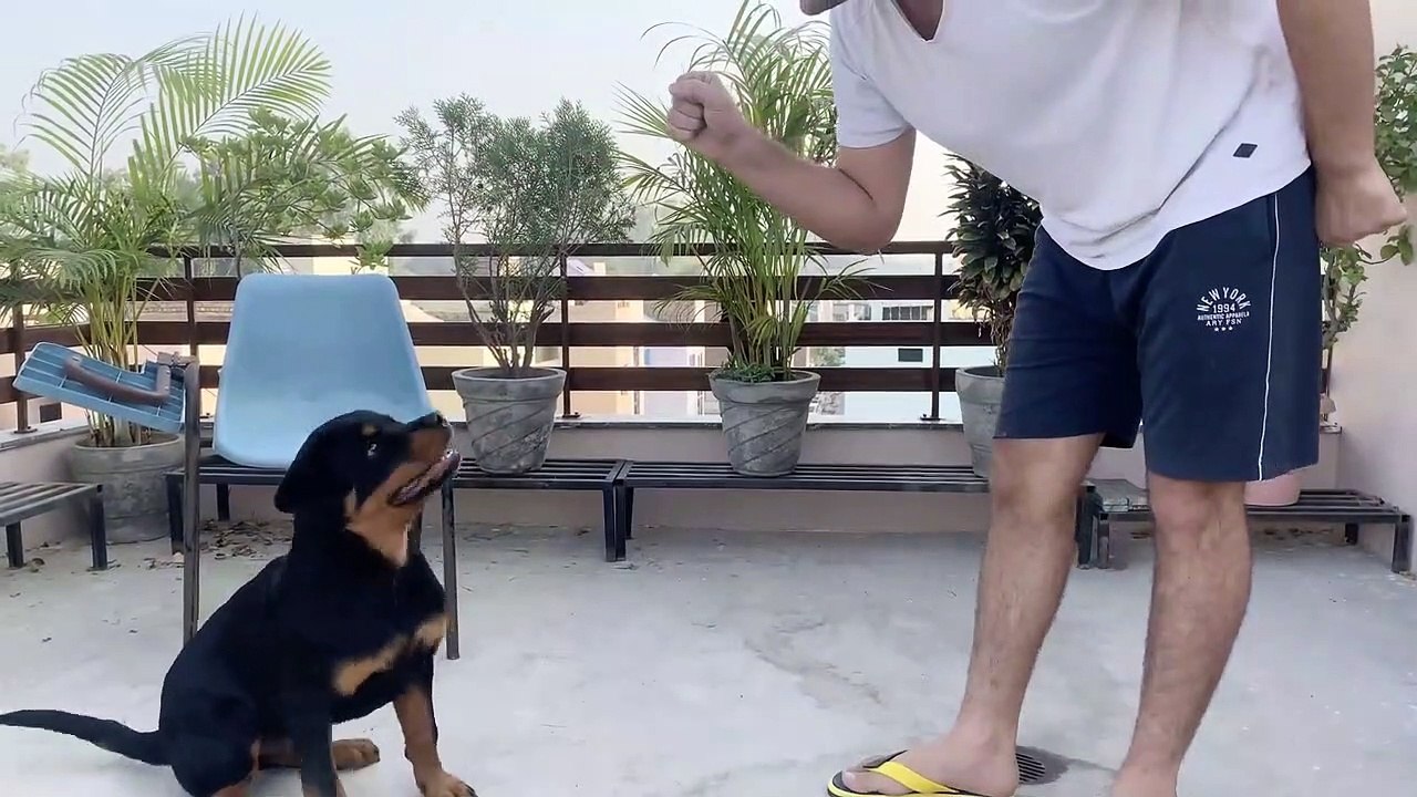 training-of-speak-command-how-to-train-your-dog-to-speak-barking-command-rottweiler-dog-training-ytmate.xyz