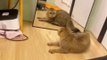 Funny pets  // funny cats video // funny pets animals videos // funny cats