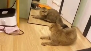 Funny pets  // funny cats video // funny pets animals videos // funny cats