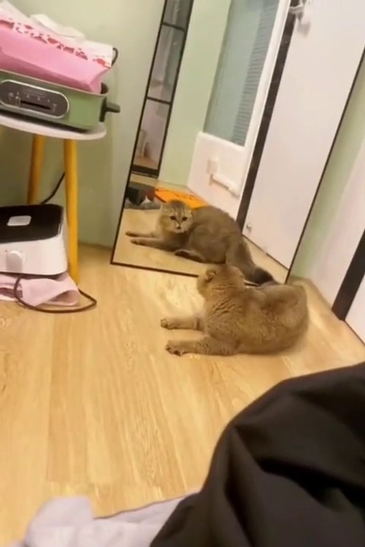⁣Funny pets  // funny cats video // funny pets animals videos // funny cats
