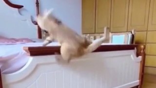 Funny cats video 2022  // funny pets animals // cute cats video